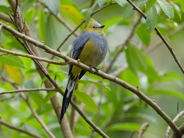 <h3><a href="/trips/costa-rica/biota/animalia/chordata/aves/040 passeriformes/063 ptiliogonatidae/ptiliogonys caudatus/ptiliogonys caudatus-nl.html">Ptiliogonys&nbsp;caudatus</a> / Long‑tailed&nbsp;silky‑flycatcher / Langstaartzijdevliegenvanger</h3>OM-1 Mark II met OLYMPUS M.150-400mm F4.5, 1/2000 sec  bij F4.5, ISO 5000, afstand 8.24&nbsp;m